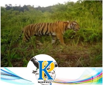 Kembali Dimangsa Harimau Jasad Korban Terpisah Dua Bagian Koran Perbatasan